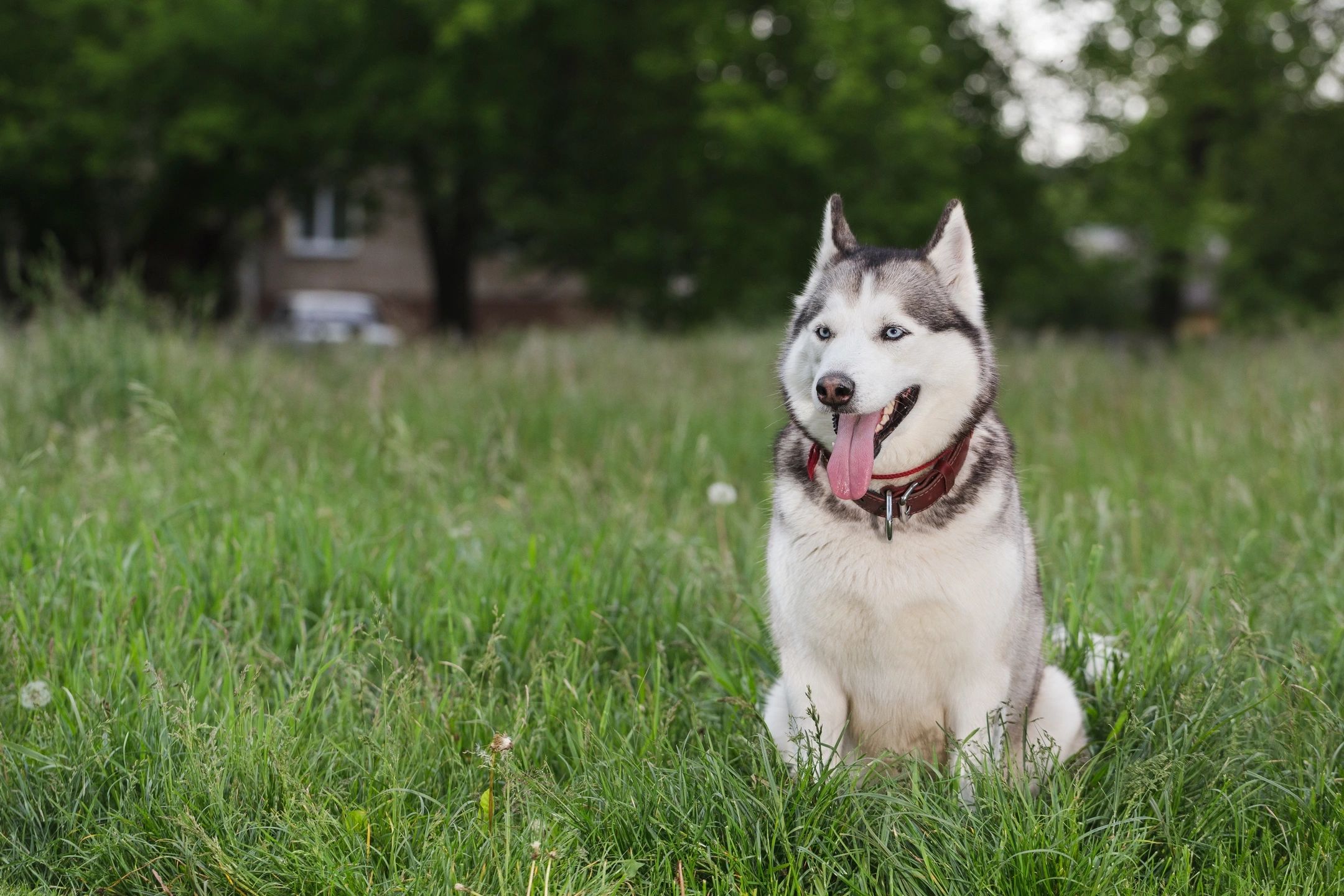 Happy husky in sunny backyard